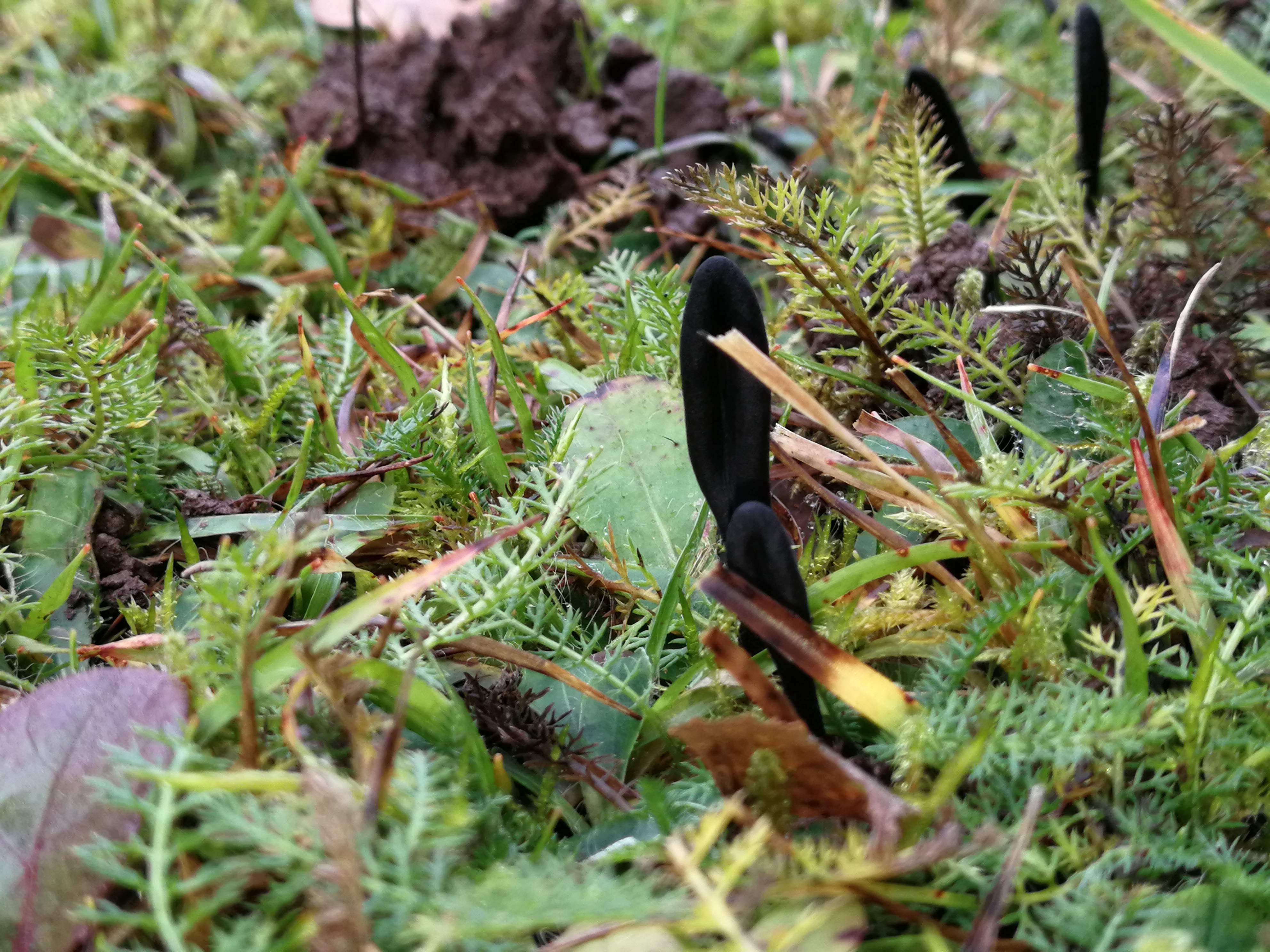 Schwarze Erdzunge - Nähere Ansicht von schräg oben. Gut zu erkennen auch die rinnige Vertiefung. 